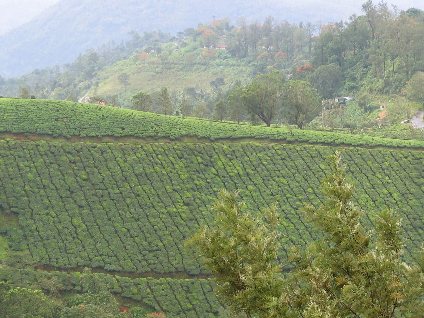 Terraced tea plantation on a misty hillside in Munnar